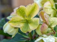 Schneerose grüngelb